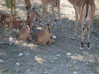 im Etosha Nationalpark - Impala Familie