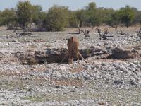 im Etosha Nationalpark - Giraffe