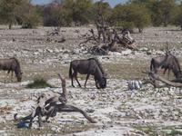 im Etosha Nationalpark - Gnu