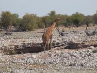 im Etosha Nationalpark - Giraffe