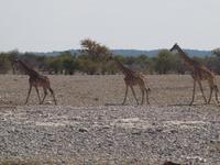 im Etosha Nationalpark - Giraffe