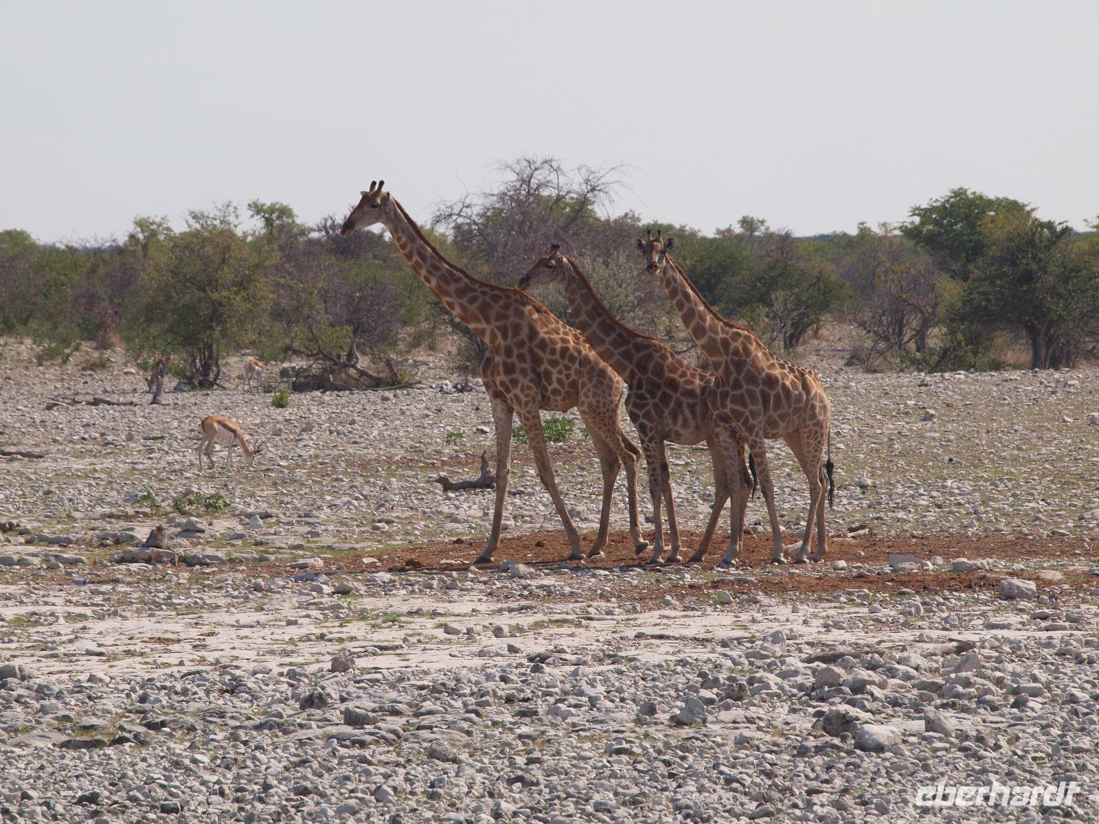 im Etosha Nationalpark - Giraffe