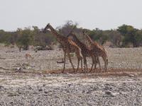 im Etosha Nationalpark - Giraffe