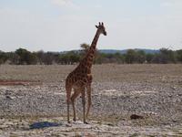 im Etosha Nationalpark - Giraffe