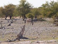 im Etosha Nationalpark - Zebra