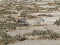 im Etosha Nationalpark - Paradieskranich