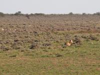 im Etosha Nationalpark - Löwin