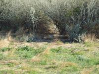 im Etosha Nationalpark - Löwen