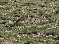 im Etosha Nationalpark - Riesentrappe