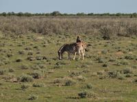 im Etosha Nationalpark - Zebra