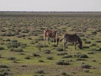 im Etosha Nationalpark - Zebra