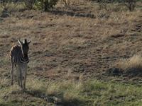 im Etosha Nationalpark - Zebra