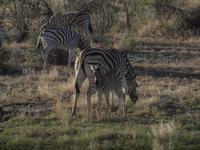 im Etosha Nationalpark - Zebra