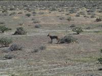 im Etosha Nationalpark - Schakal
