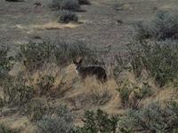 im Etosha Nationalpark - Schakal