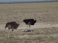 im Etosha Nationalpark - Strauß