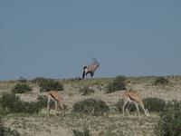 im Etosha Nationalpark - Oryx