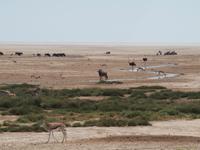 im Etosha Nationalpark