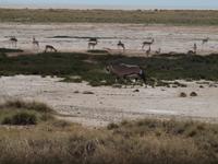 im Etosha Nationalpark