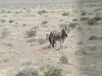 im Etosha Nationalpark - Zebra