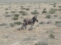 im Etosha Nationalpark - Zebra