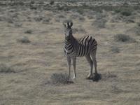 im Etosha Nationalpark - Zebra