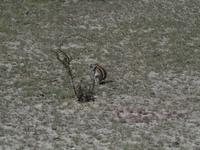 im Etosha Nationalpark - Erdhörnchen