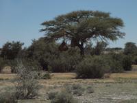 im Etosha Nationalpark