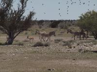 im Etosha Nationalpark