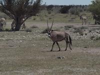 im Etosha Nationalpark - Oryx