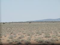 im Etosha Nationalpark - Elephant