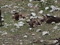 im Etosha Nationalpark - Gnu