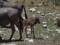 im Etosha Nationalpark - Gnu