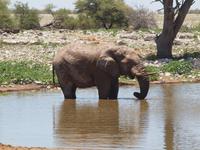 im Etosha Nationalpark - Elephant