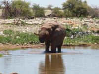 im Etosha Nationalpark - Elephant