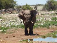 im Etosha Nationalpark - Elephant