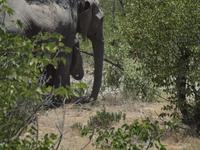 im Etosha Nationalpark - Elephant
