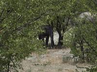 im Etosha Nationalpark - Elephant