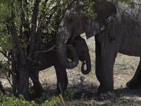 im Etosha Nationalpark - Elephant
