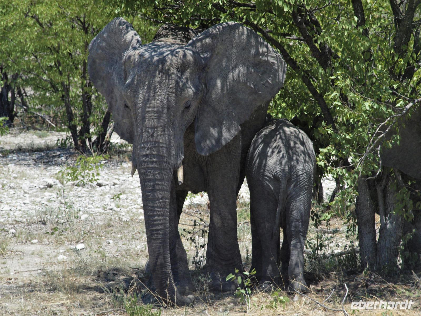 im Etosha Nationalpark - Elephant