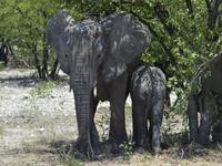 im Etosha Nationalpark - Elephant