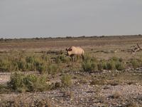 im Etosha Nationalpark - Nashorn