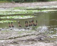 155 Zur Abwechslung mal Gans