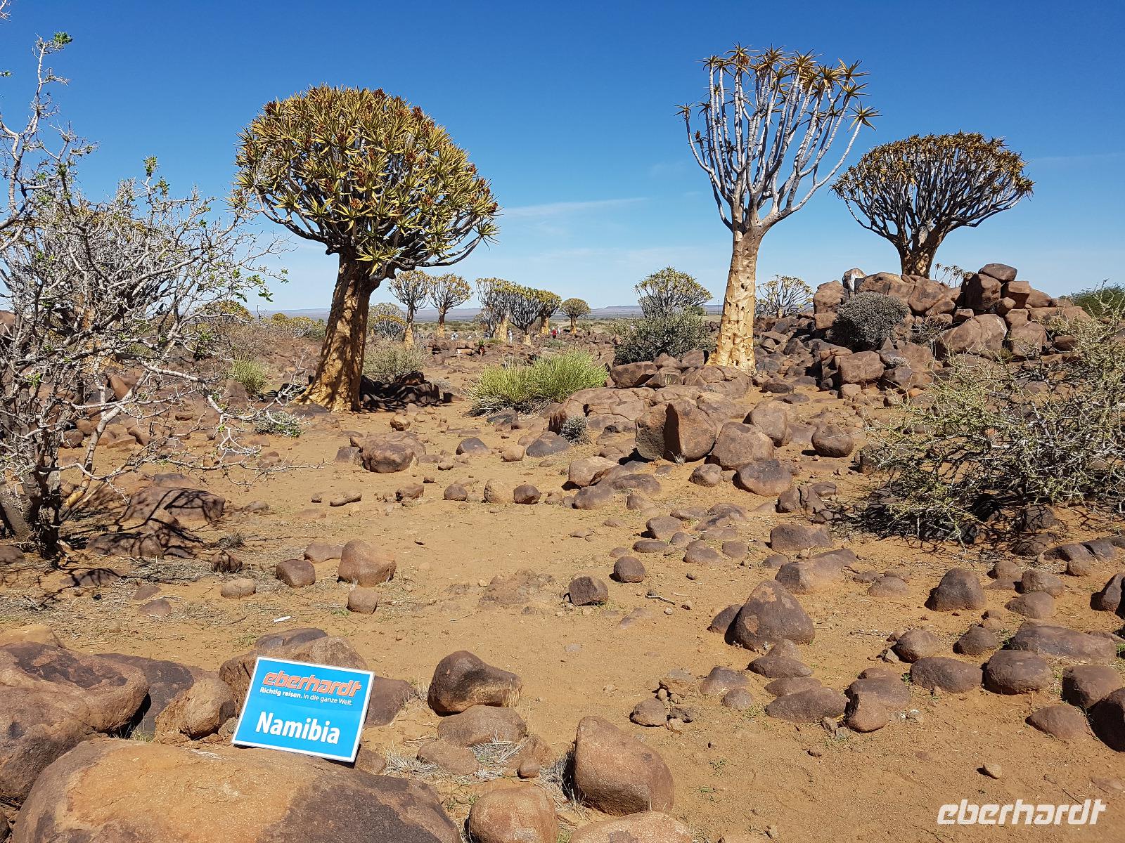 Namibia, Köcherbäume