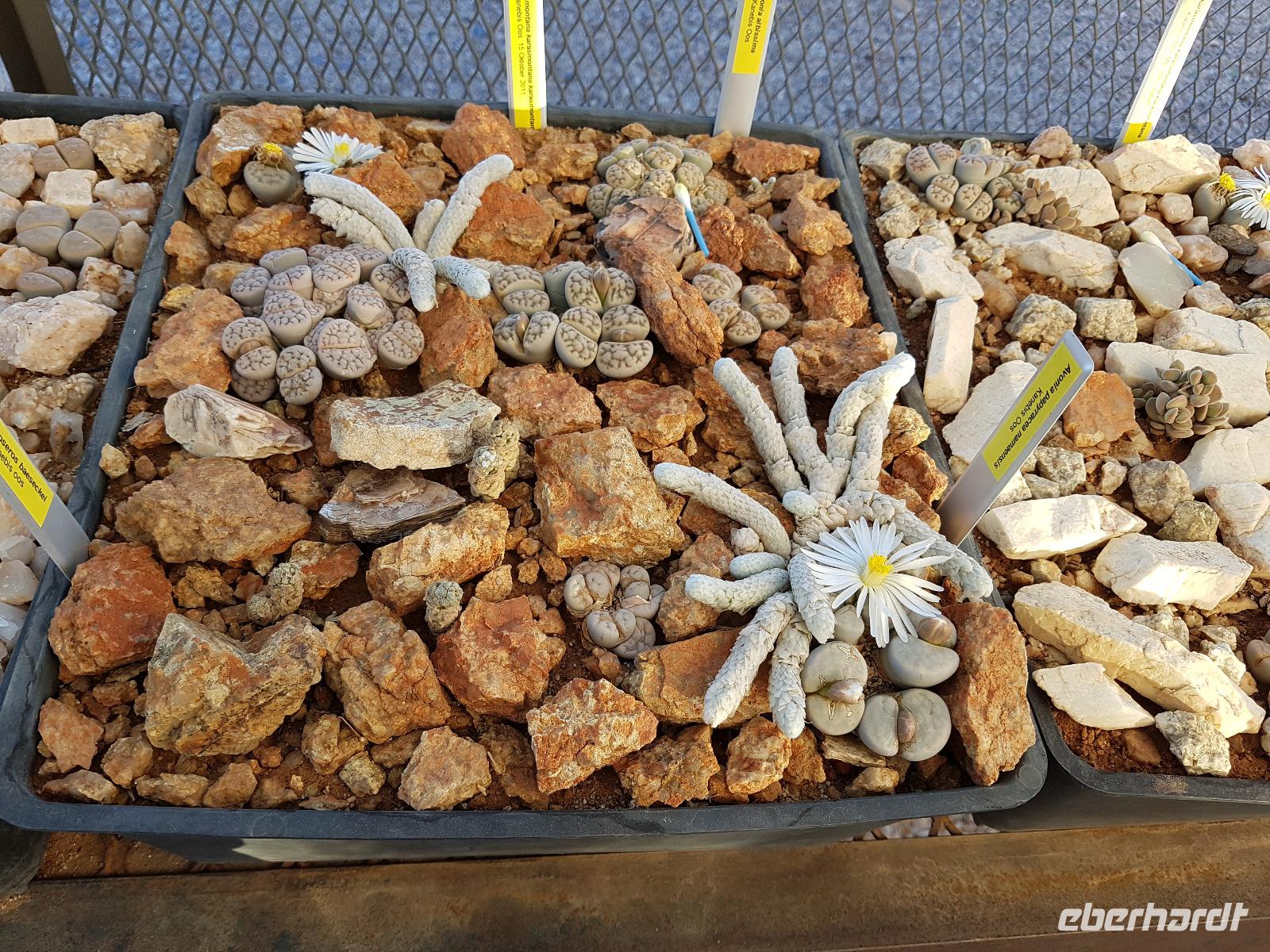 Namibia, Kalkofen Lodge, lebende Steine