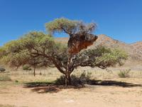 Namibia, Webervogel Nest