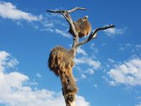 Namibia, Webervogel Nest