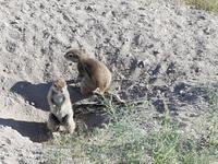 Namibia, Etoscha NP, Erdmännchen
