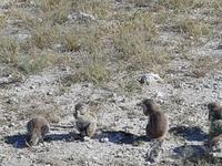 Namibia, Etoscha NP, Erdmännchen