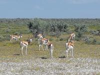 Namibia, Etoscha NP, Springböcke